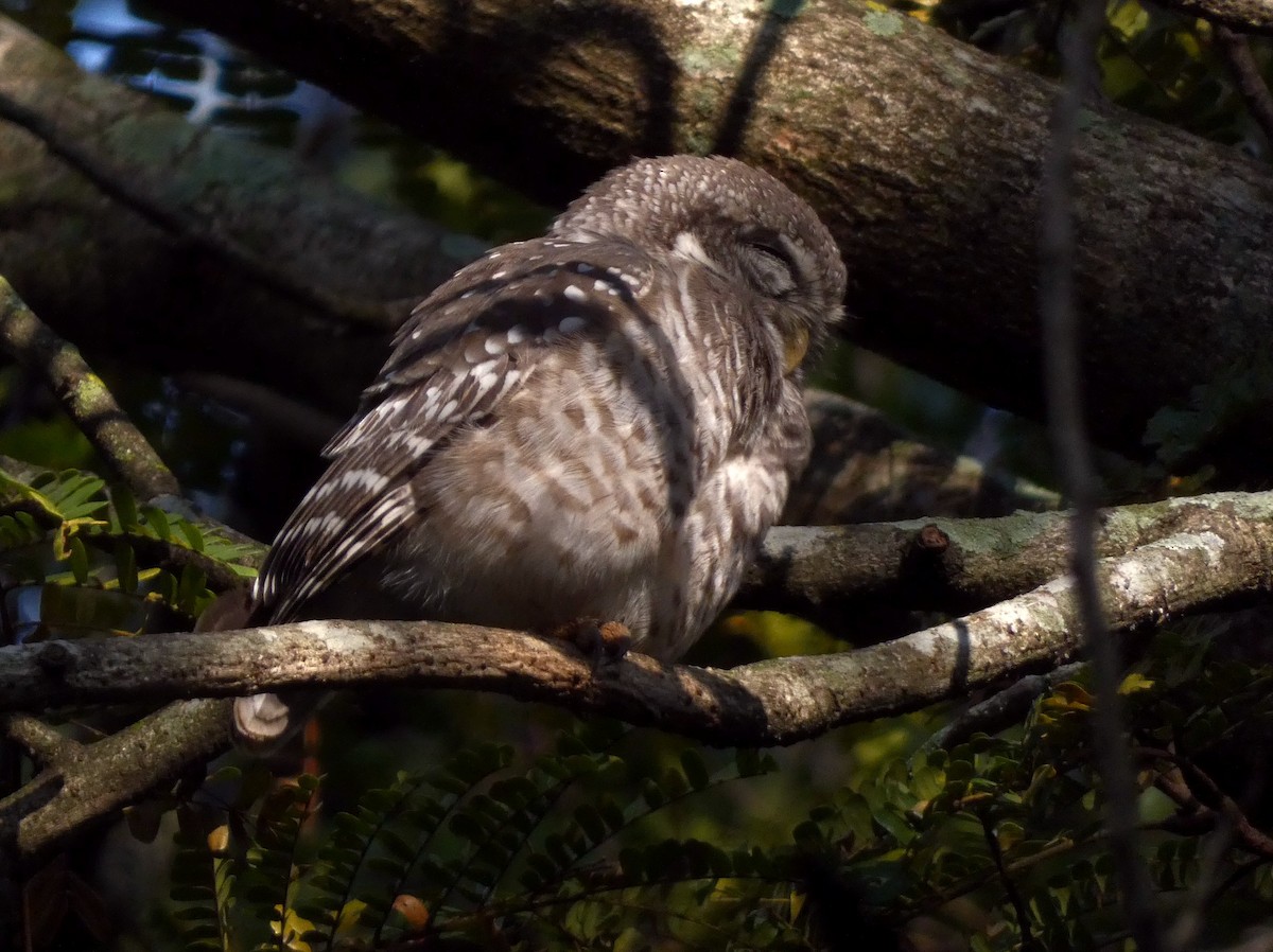 Spotted Owlet - ML647015752