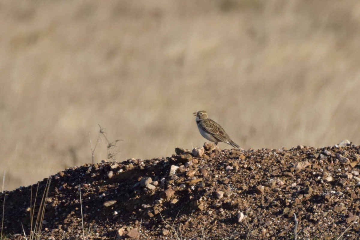 Calandra Lark - ML647015753