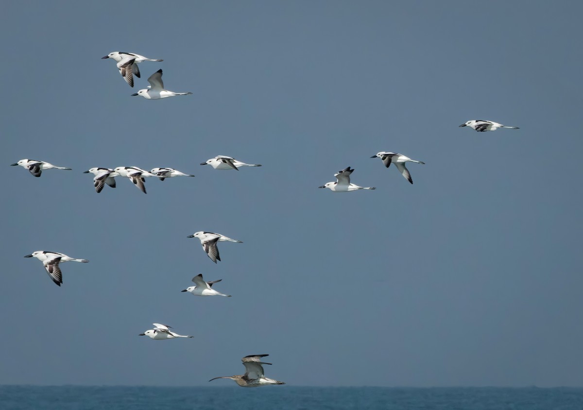 Crab-Plover - ML647015788