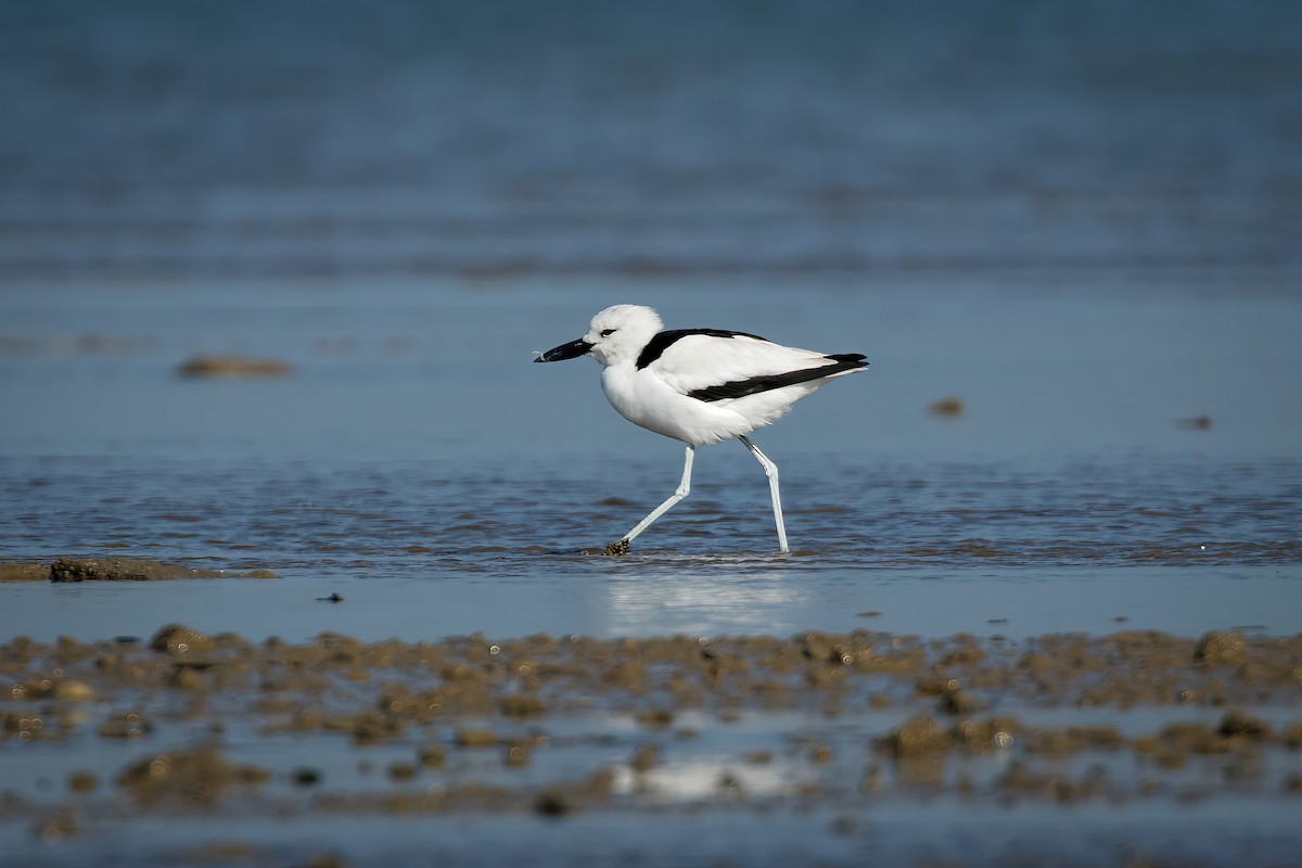 Crab-Plover - ML647015789