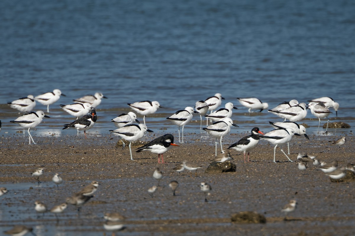 Crab-Plover - ML647015790