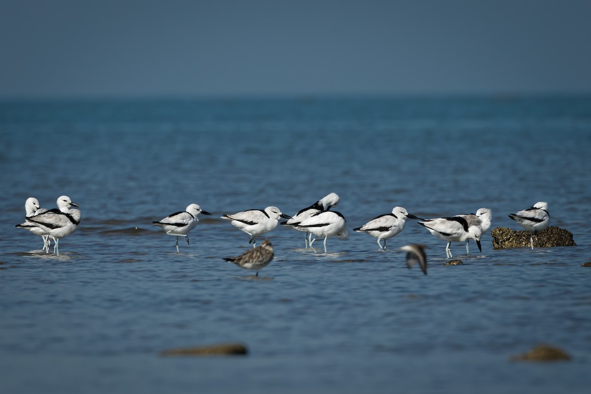 Crab-Plover - ML647015791