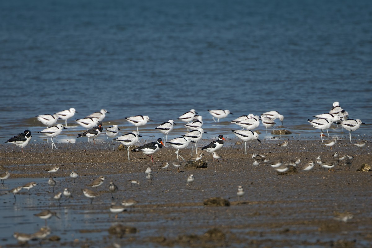 Crab-Plover - ML647015792