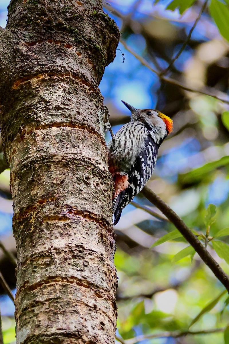 bergspett - ML647015793