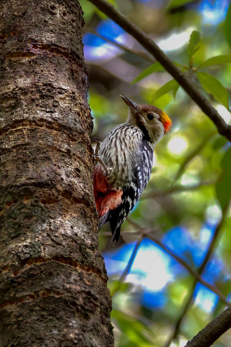 bergspett - ML647015794