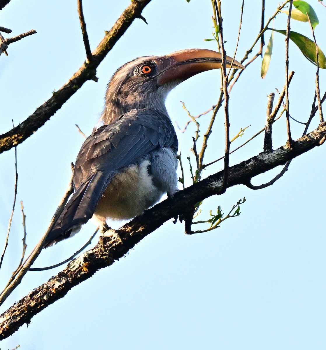 Malabar Gray Hornbill - ML647015796