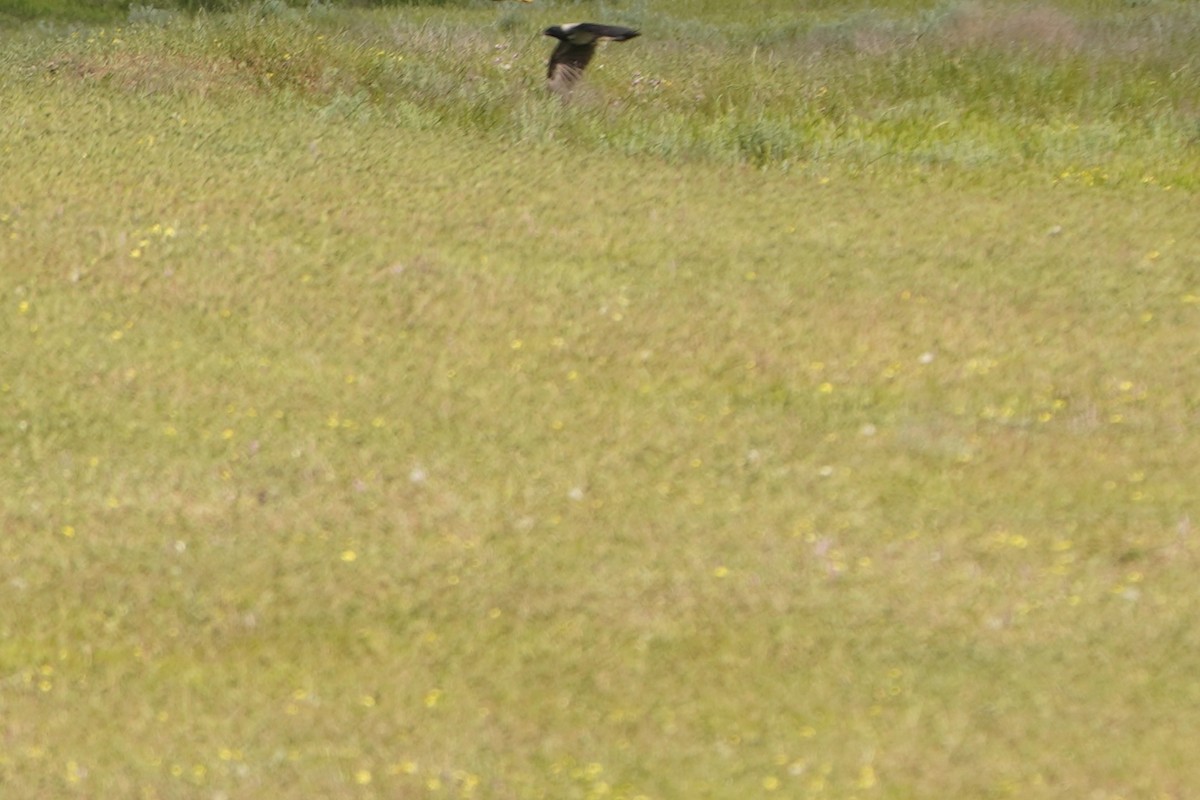 Hooded Crow - ML647015802