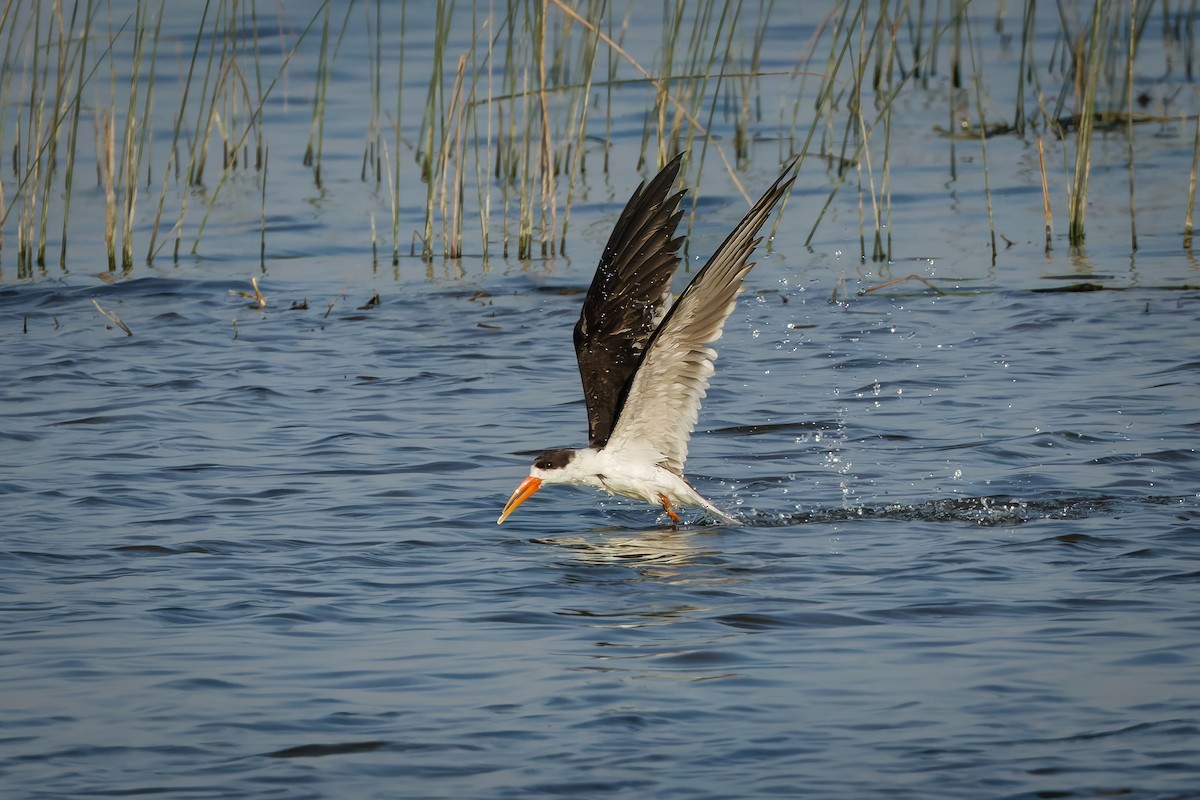 Indian Skimmer - ML647015807
