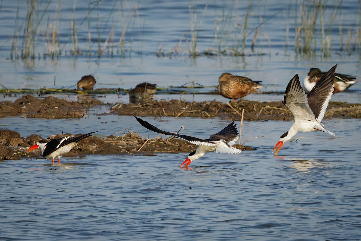 Indian Skimmer - ML647015808
