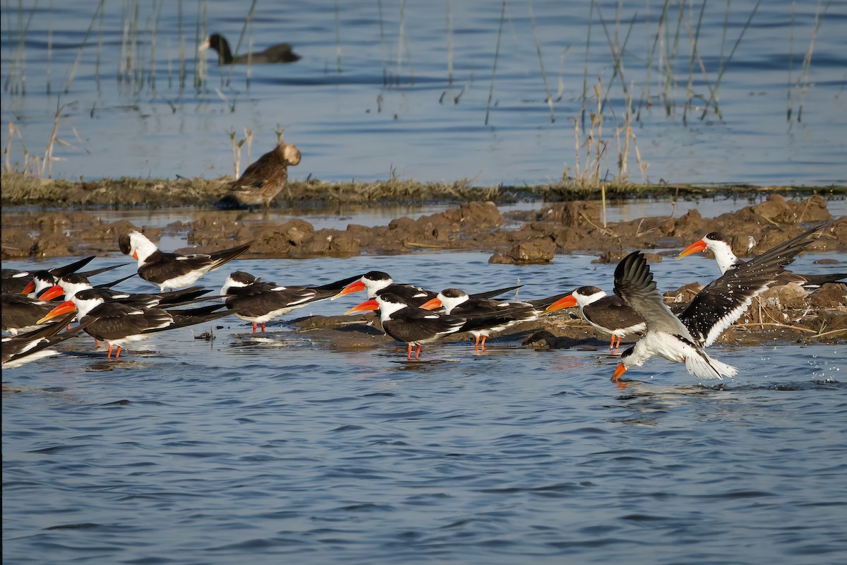 Indian Skimmer - ML647015809