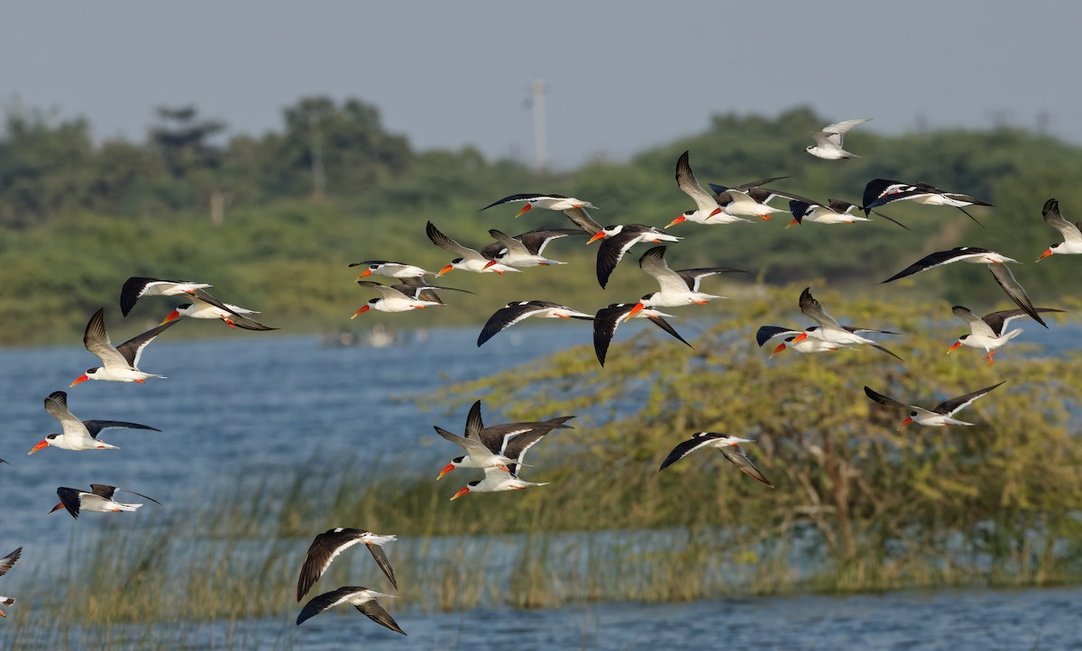 Indian Skimmer - ML647015810