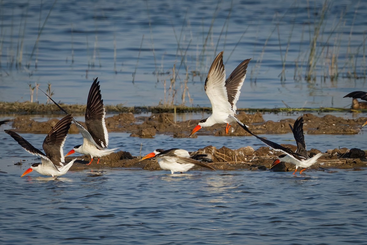 Indian Skimmer - ML647015811