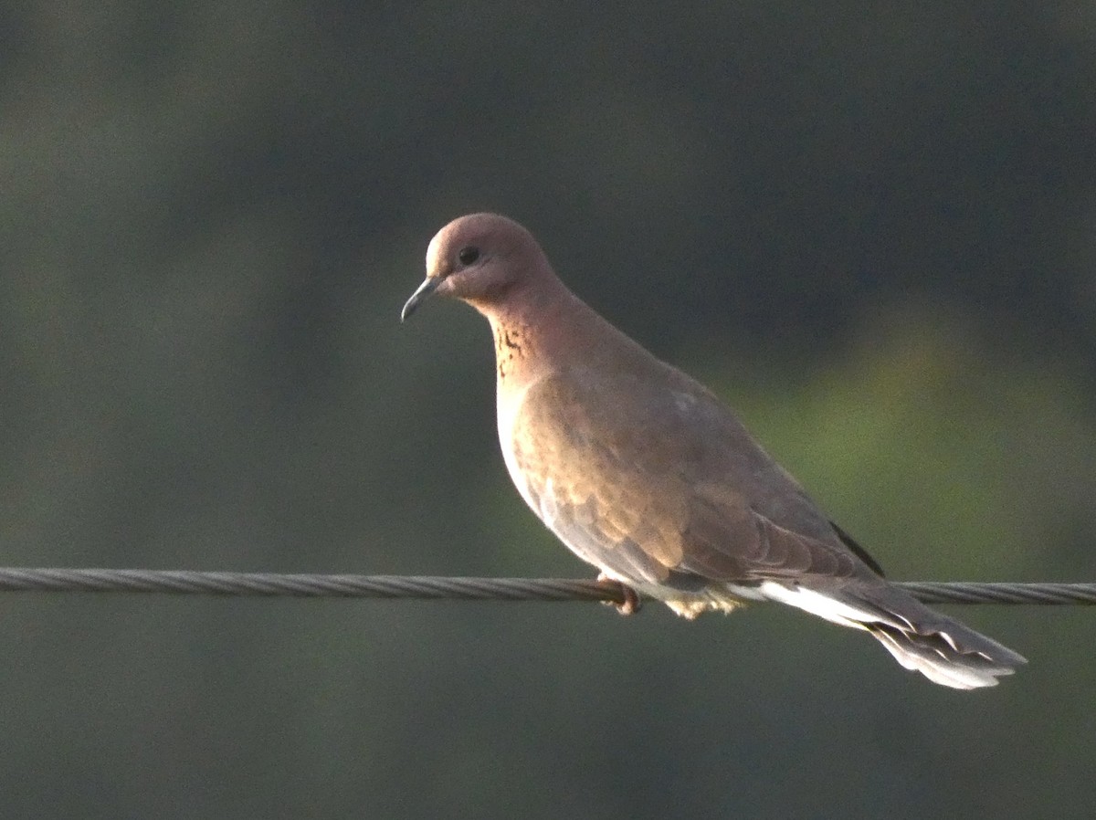 palmedue - ML647015824