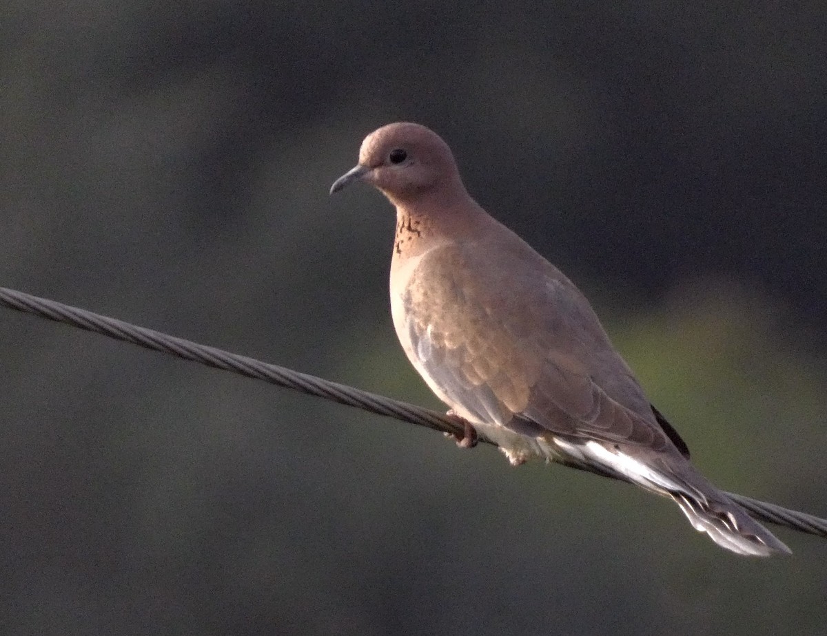 palmedue - ML647015825