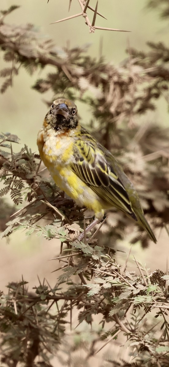 Speke's Weaver - ML647015827