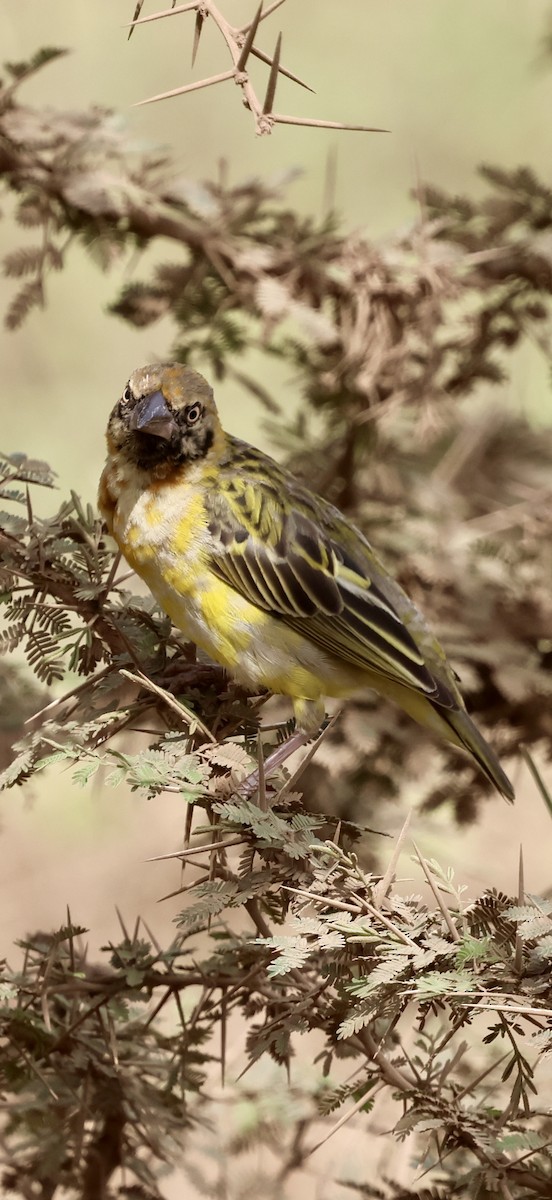 Speke's Weaver - ML647015828