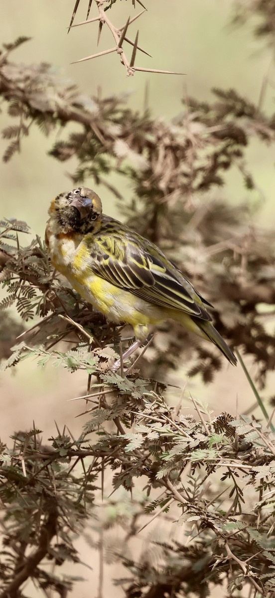 Speke's Weaver - ML647015829
