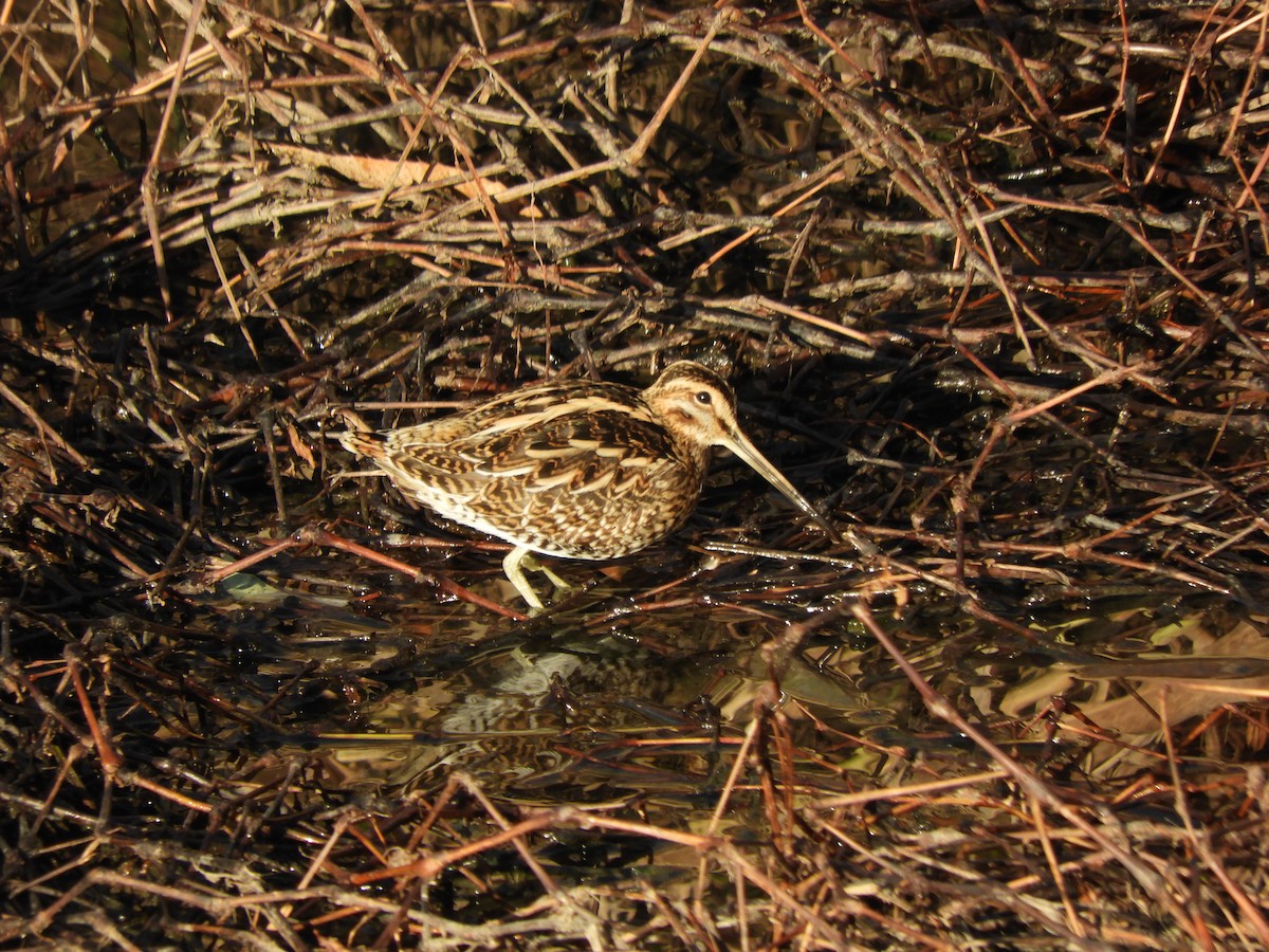 田鷸 - ML647015831