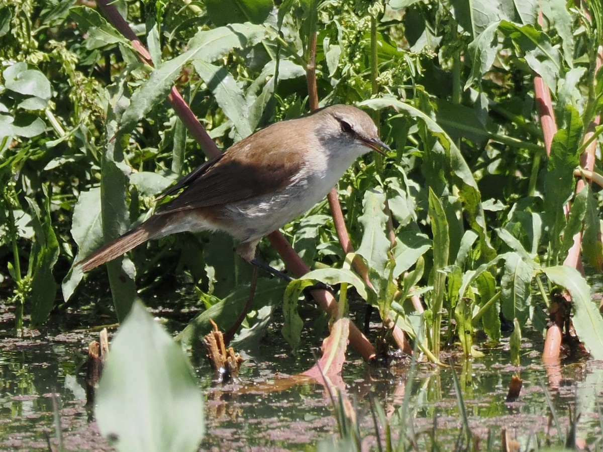 Тростниковая камышевка (группа baeticatus) - ML647015833