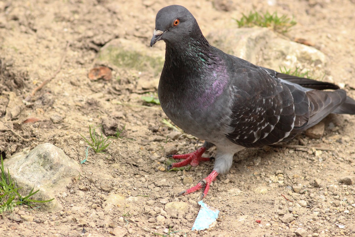 יונת בית - ML647015834