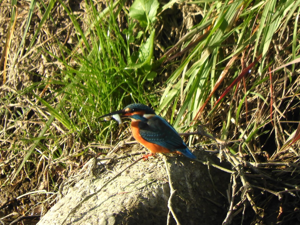 翠鳥 - ML647015835