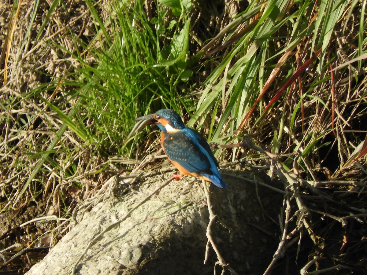 翠鳥 - ML647015836