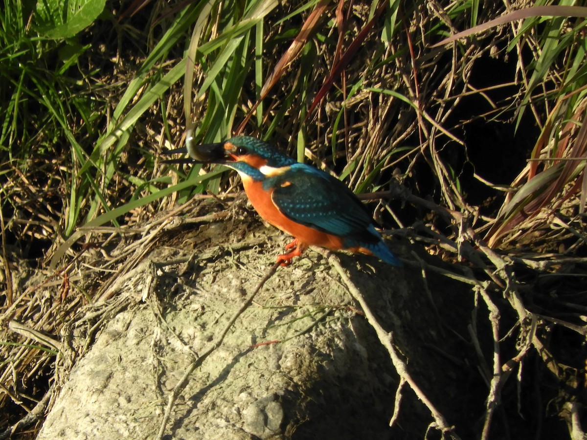 翠鳥 - ML647015837