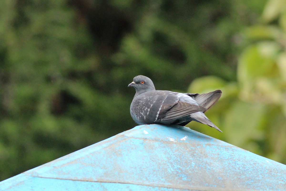 יונת בית - ML647015839