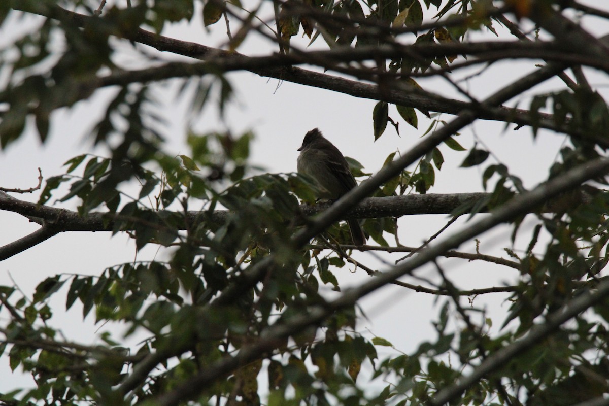 Желтобрюхая эления - ML647015840