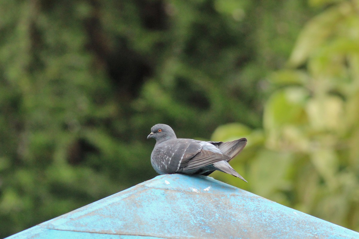 יונת בית - ML647015844