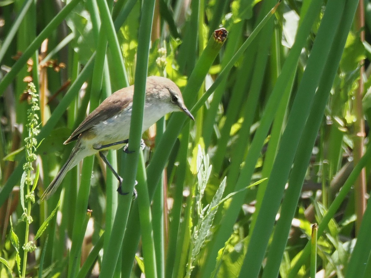 Common Reed Warbler (African) - ML647015846