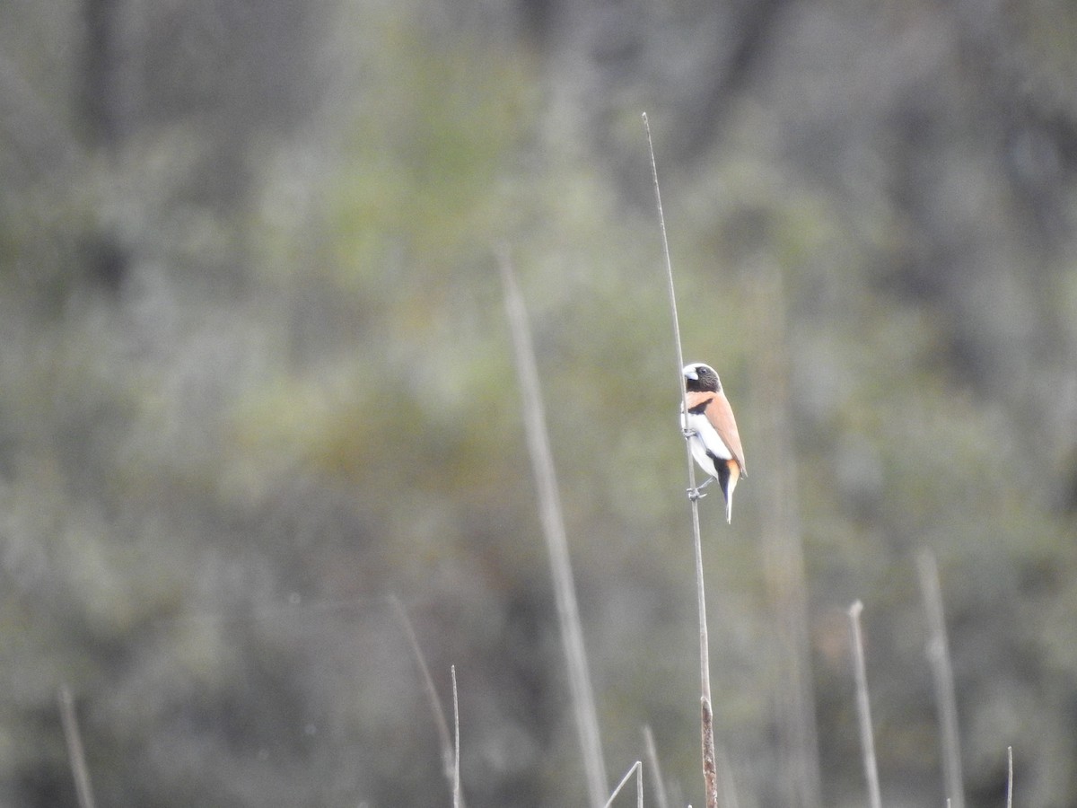 Chestnut-breasted Munia - ML647015847