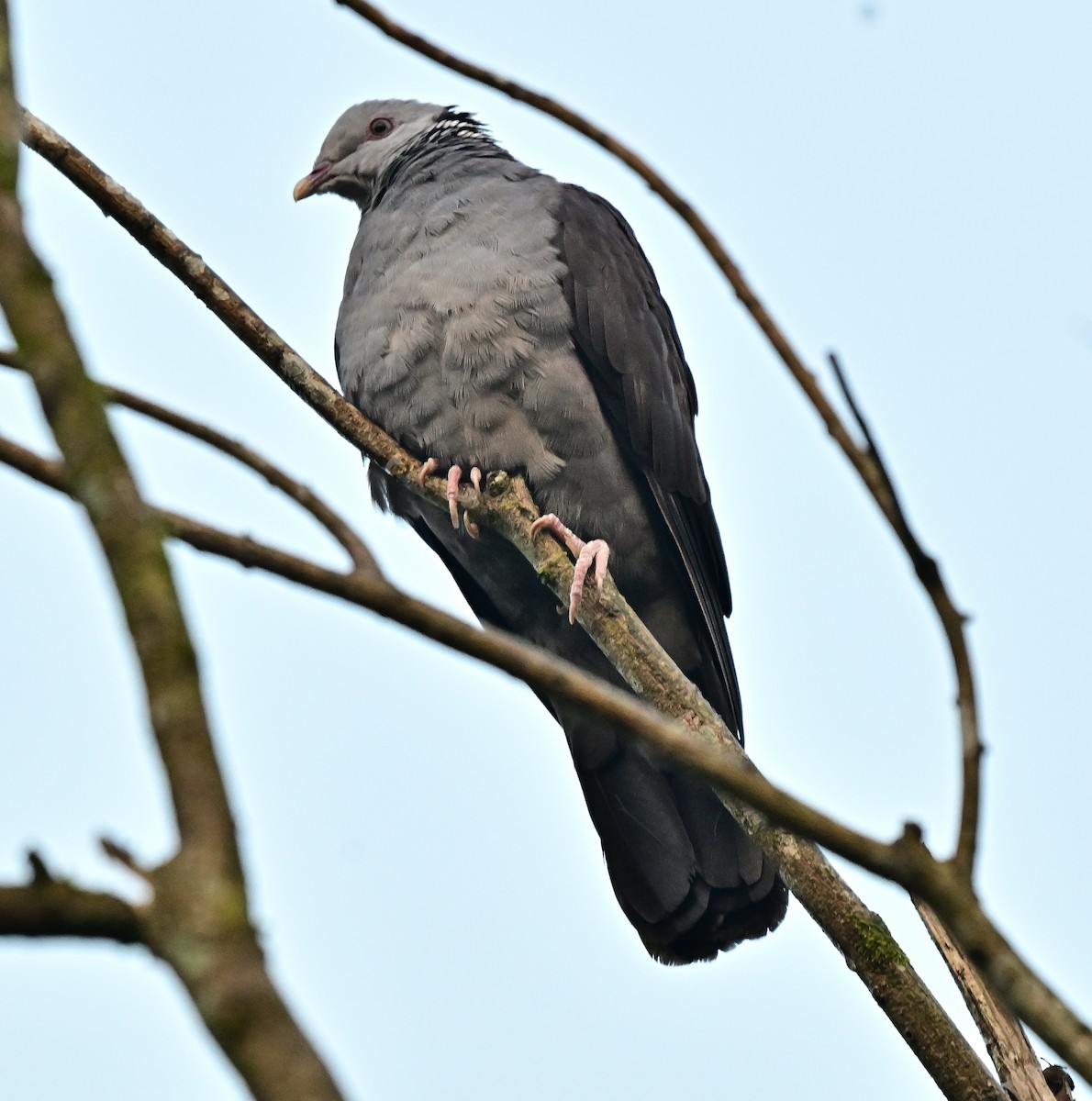 Paloma de Los Nilgiri - ML647015849