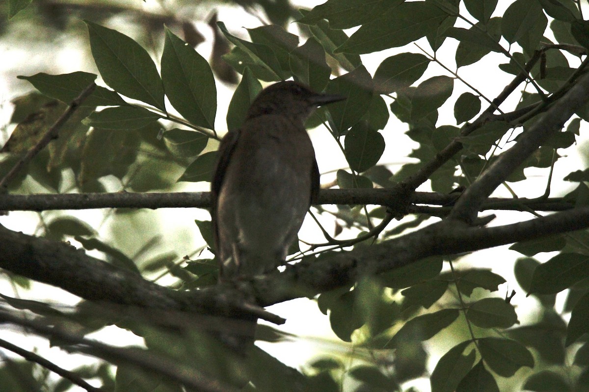 Black-billed Thrush - ML647015867