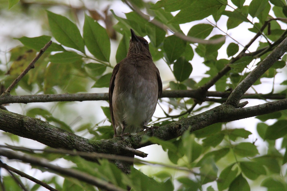 Black-billed Thrush - ML647015868