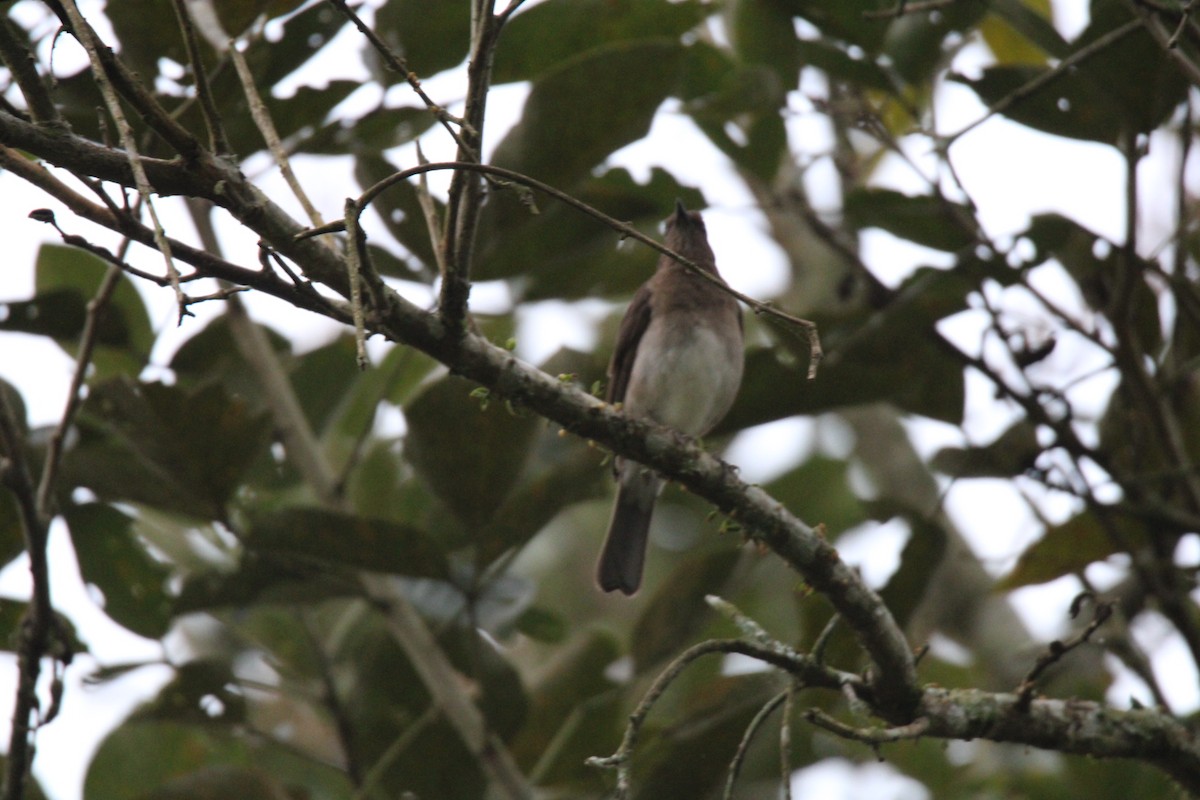 Black-billed Thrush - ML647015869
