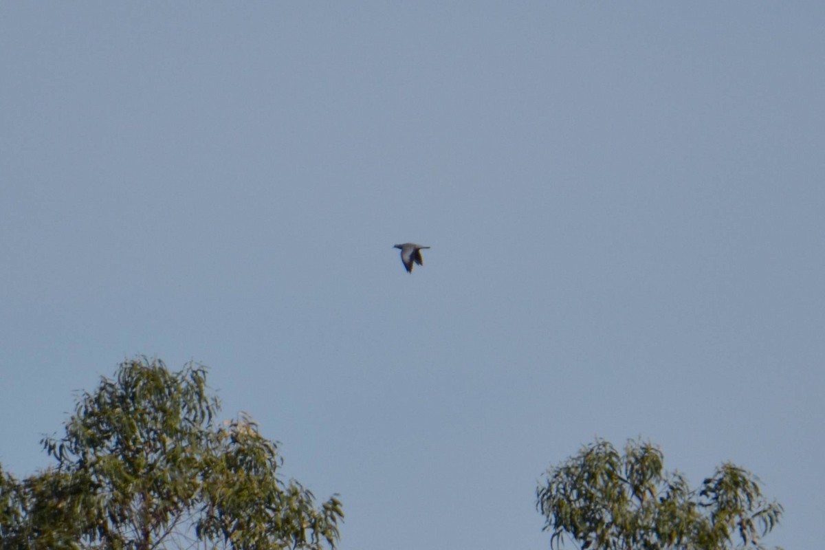 Stock Dove - ML647015878