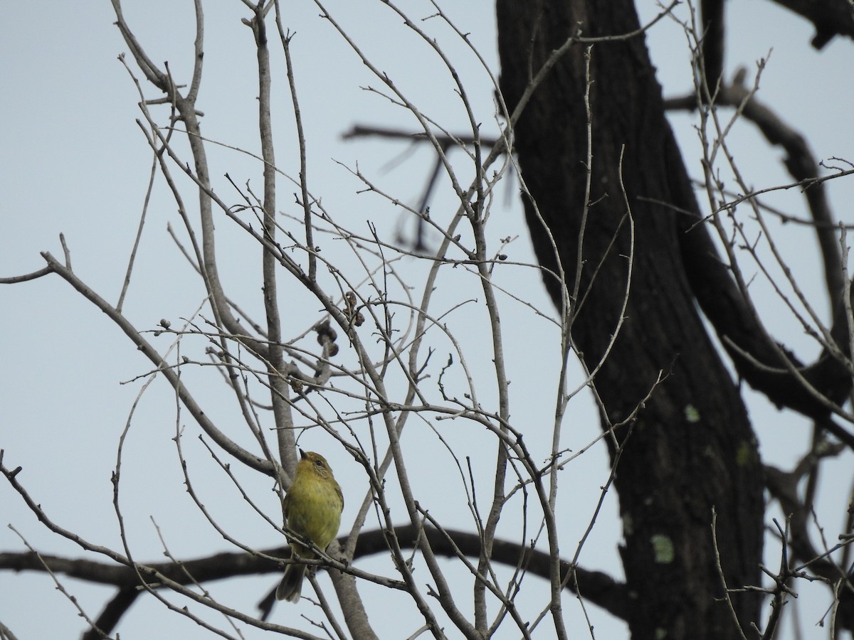 Yellow Thornbill - ML647015879
