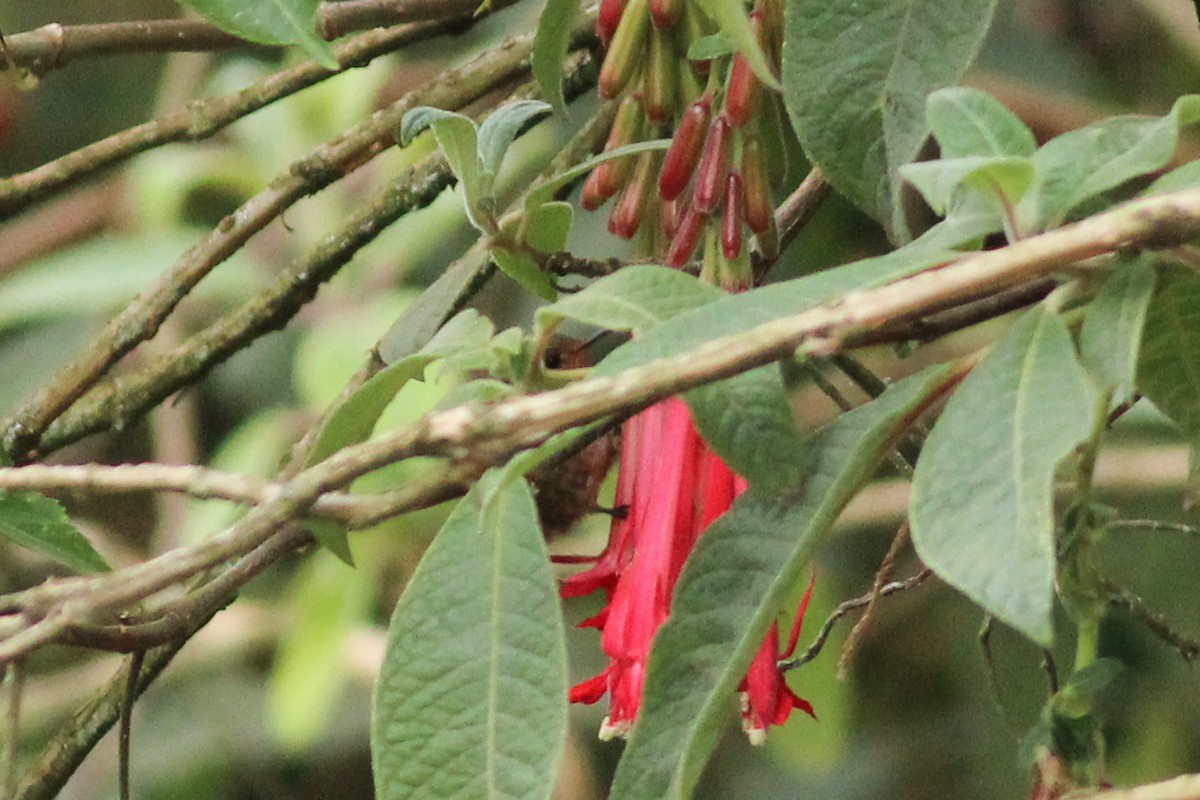 Tiryan Metalkuyruğu - ML647015880