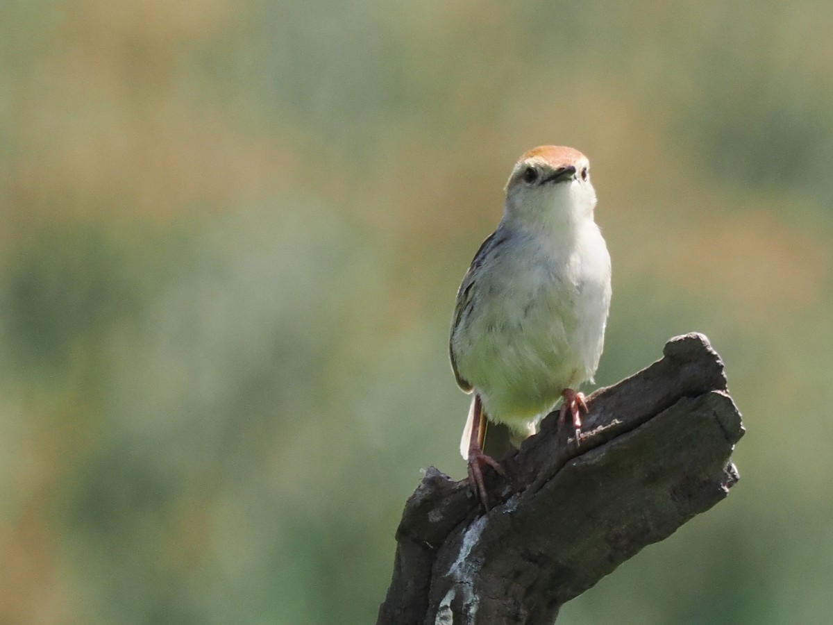 Levaillant's Cisticola - ML647015890