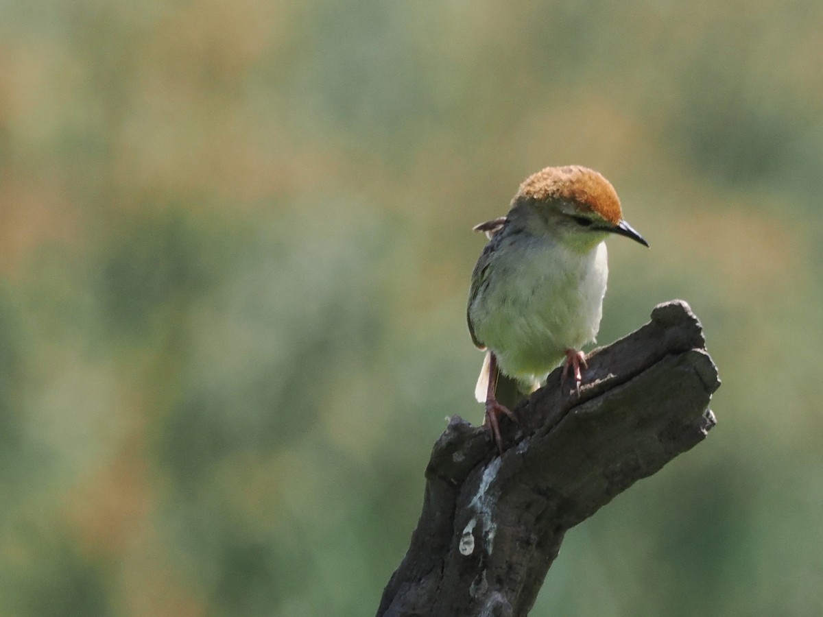 Levaillant's Cisticola - ML647015891