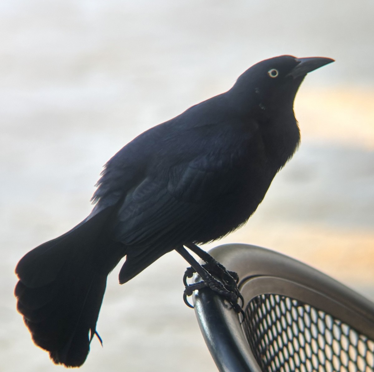 Greater Antillean Grackle - ML647015913