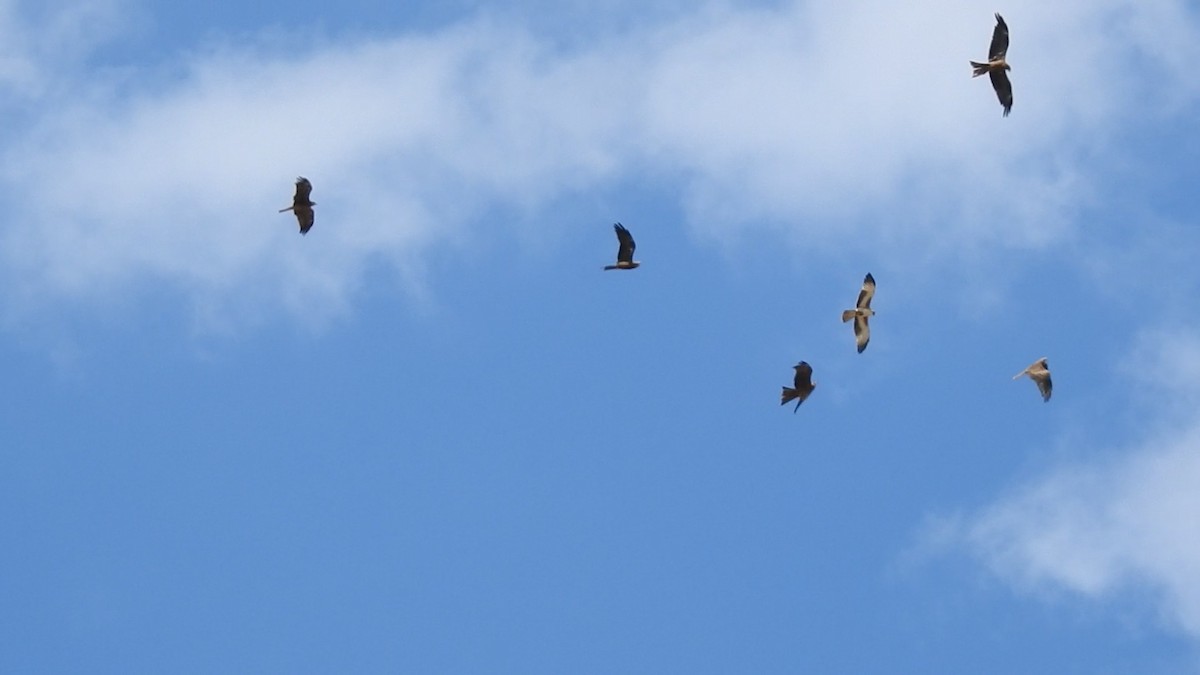 Little Eagle - ML647015915