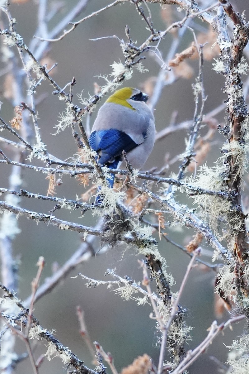 Red-headed Bullfinch - ML647015916