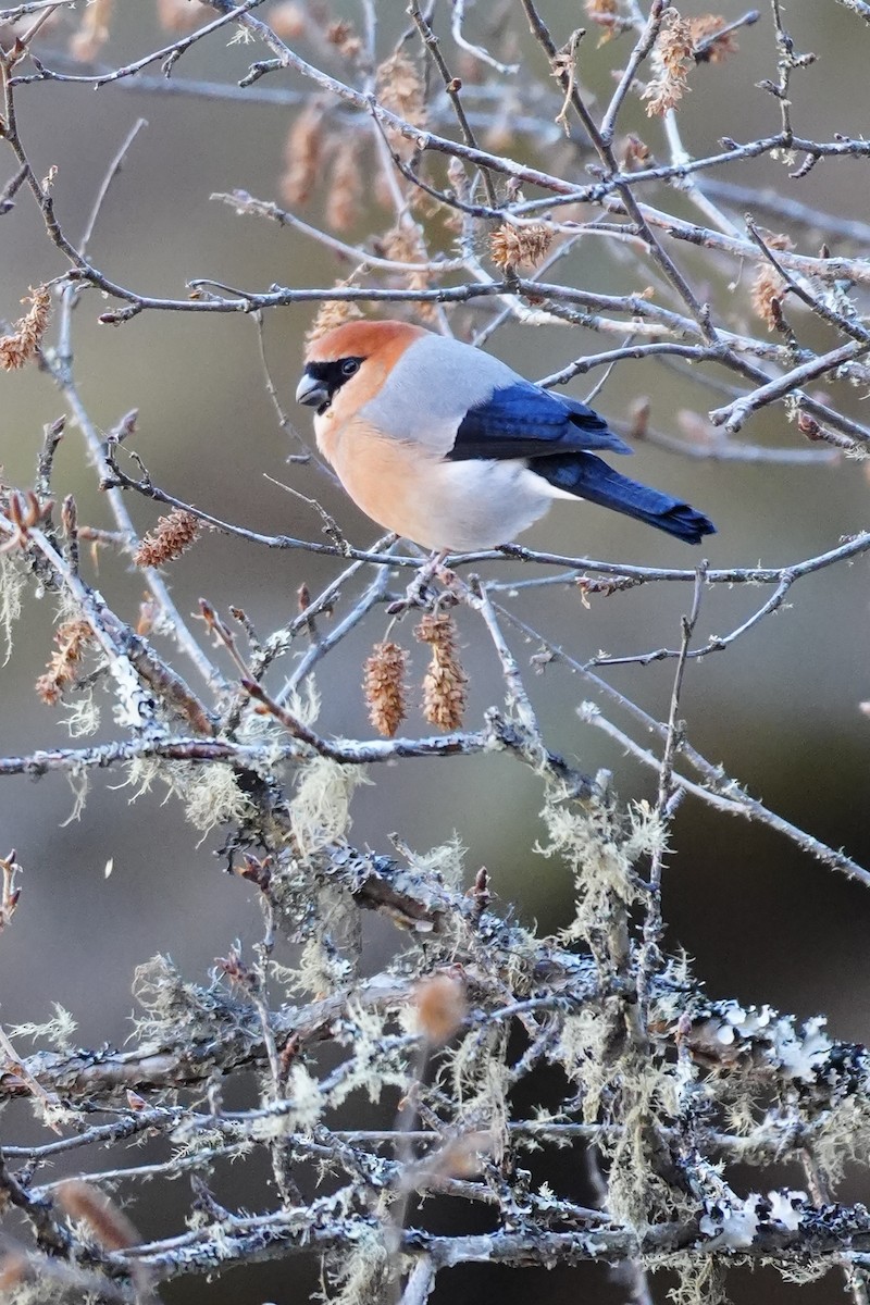 Red-headed Bullfinch - ML647015917