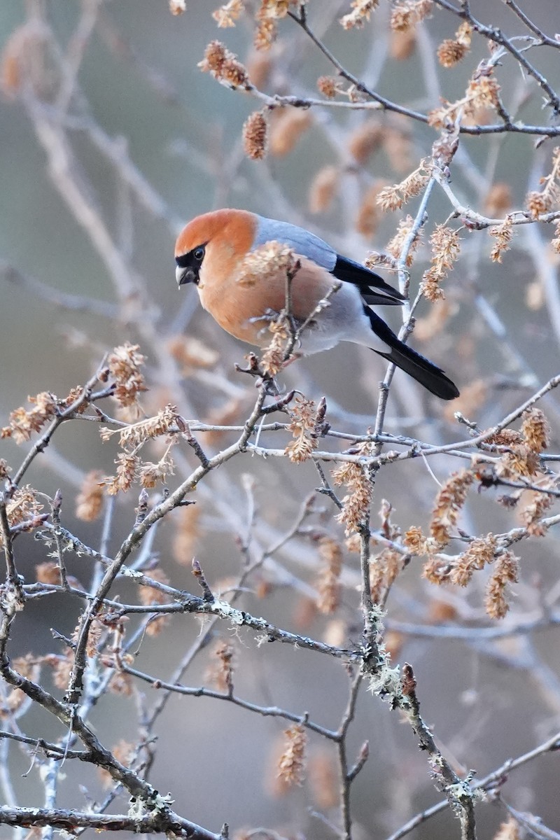 Red-headed Bullfinch - ML647015918
