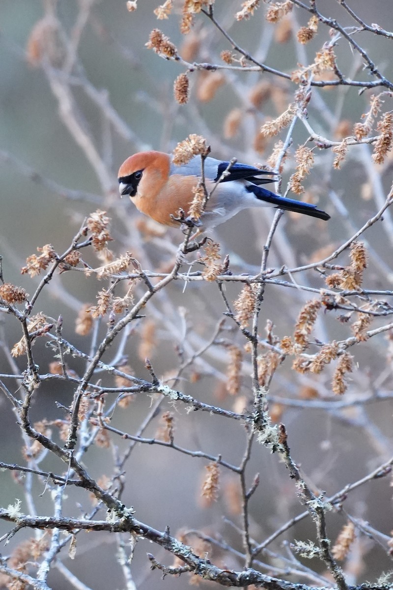 Red-headed Bullfinch - ML647015919