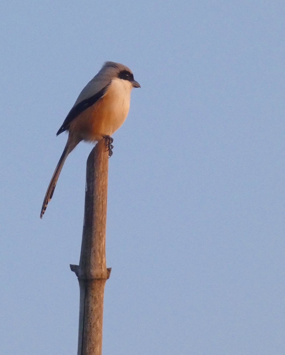 Long-tailed Shrike - ML647015924