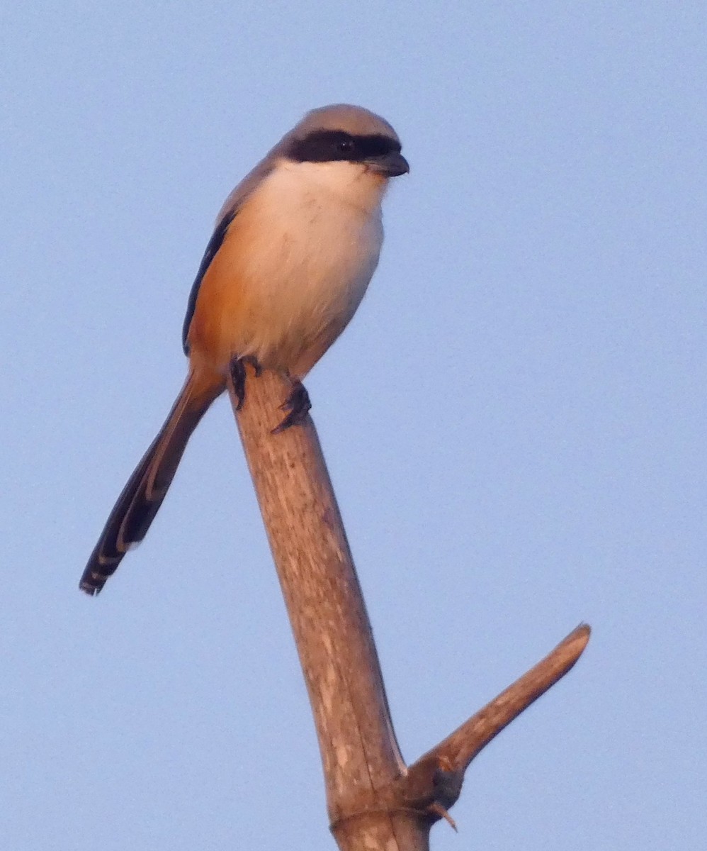 Long-tailed Shrike - ML647015925