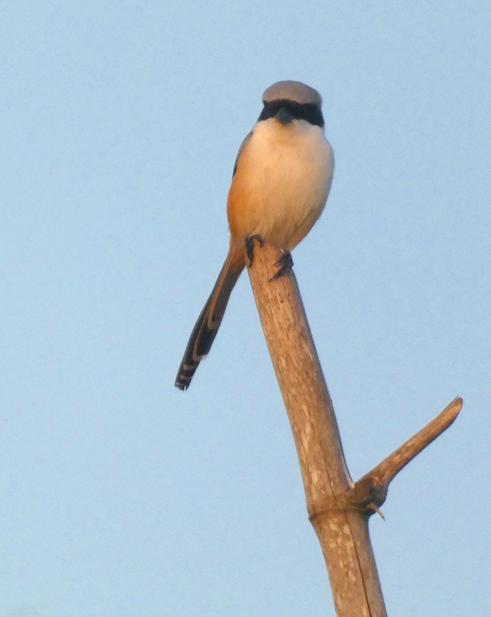 Long-tailed Shrike - ML647015926